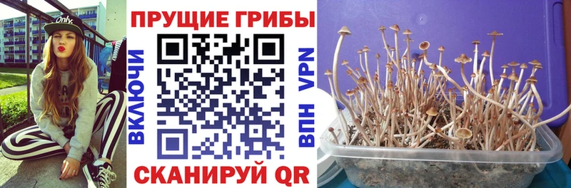Псилоцибиновые грибы Magic Shrooms  кракен вход  Старая Купавна 